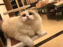 -欣宠猫屋·矮脚拿破仑·蓝金金渐层