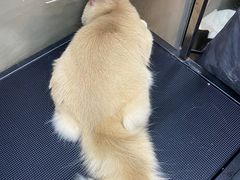 -PETKIT小佩宠物·低压洗护(国顺东路店)