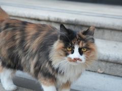 -纳吉亚猫专科动物医院·北北分院