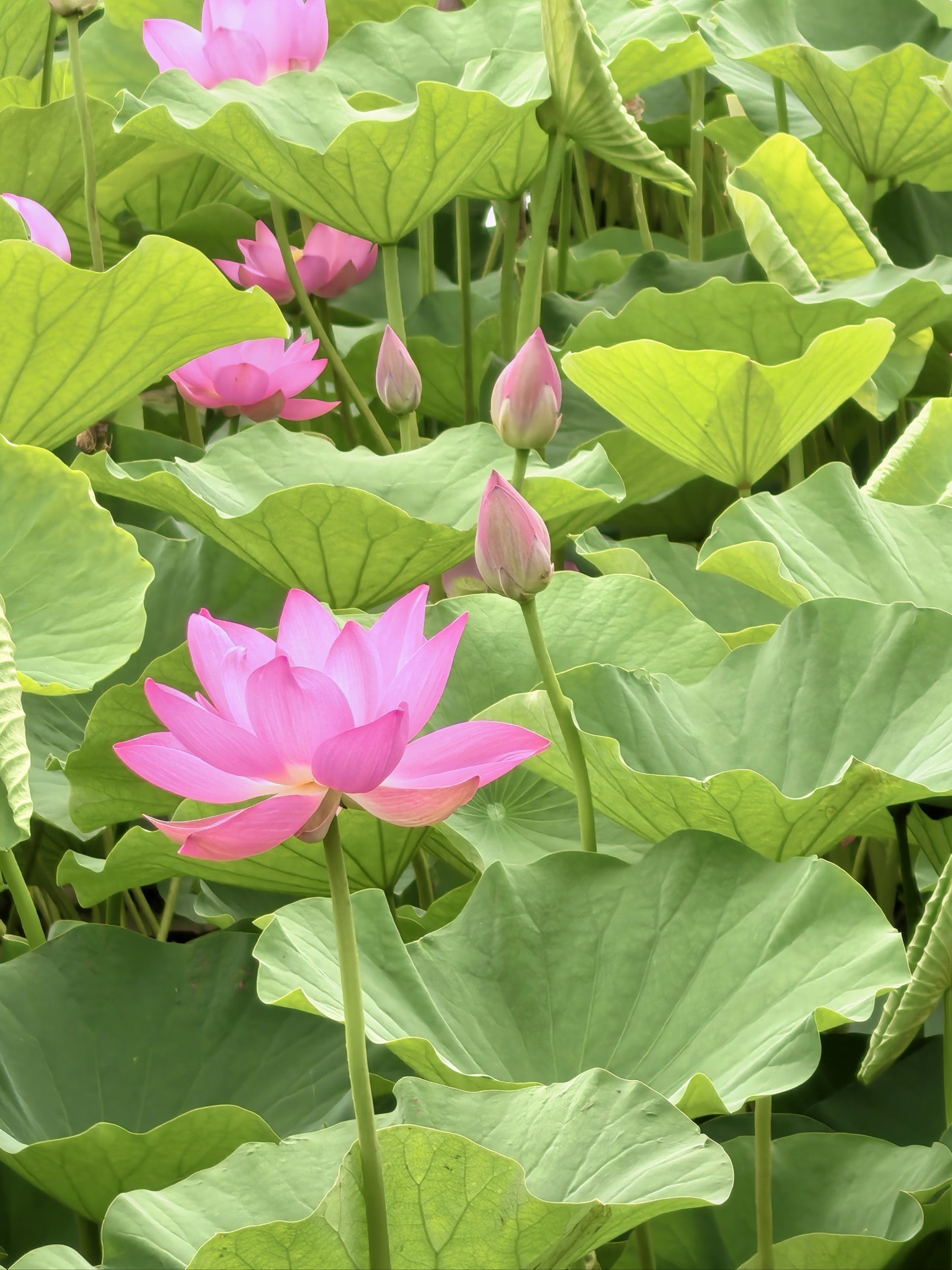 "嘿,朋友们,夏天的气息你们感受到了吗?