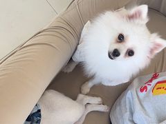 -怪兽屋·羊驼·猫咖·狗咖(俊华广场店)