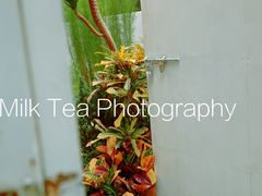 -Kekimatata 生日蛋糕·烘焙教学