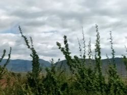 -纳帕海依拉草原