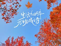 -顺峰山公园