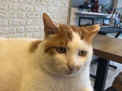 -平行世界·猫咖(首经贸店)