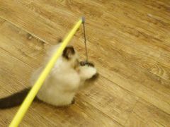 -猫色咖啡·猫咖