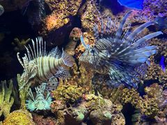 -上海海洋水族馆