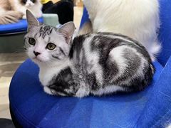 -老吴的猫·猫舍(新区店)