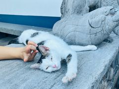 -龙华素斋(龙华路店)