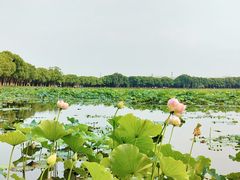 -荷塘月色湿地公园·向阳花洲