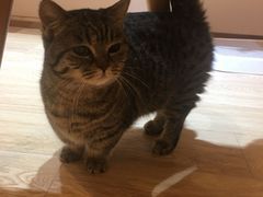 -Pets First伊珊娜洗护·精致美容·家庭式寄养(新会路店)