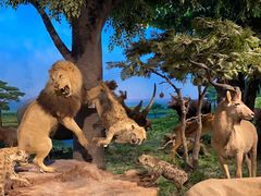 -国家自然博物馆