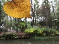 -合肥滨湖国家森林公园