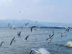 -海埂大坝
