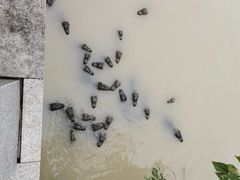 -中国扬子鳄村