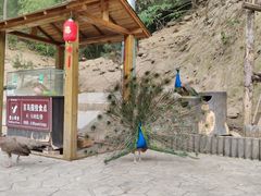 -栾川竹海野生动物园