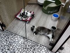 -momokira米努特·德文卷毛猫·棉花面纱犬