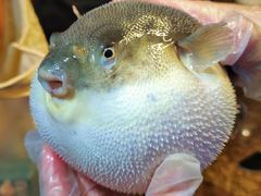 -肆月河豚·淮扬菜·湘菜(华天店)