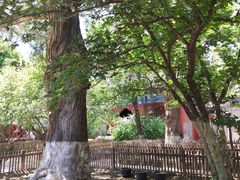 -大觉寺-停车场