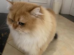 -东方名猫馆·英短金渐层布偶猫舍(环线广场1号楼店)