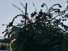 -厦门市日光幼儿园