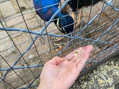 -长白岛森林公园