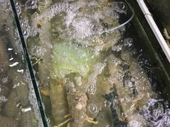 -拉威海鲜市场