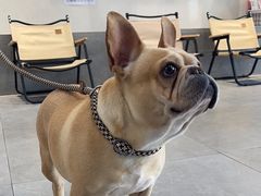 -伟伟宠物医院·CT影像中心·瑞派犬猫综合性门诊(汉口总院)