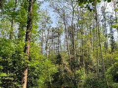 -潜山国家森林公园