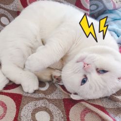 -YESIDO椰岛造型烫发染发