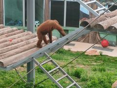 -西霞口神雕山野生动物世界