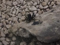 -上海昆虫博物馆