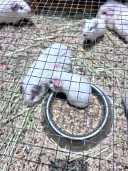 -酷嗒动物文化乐园(cutezoo西溪乐天城店)