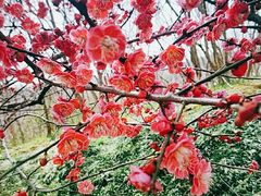 -镇江市南山风景名胜区竹林景区