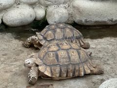 -南宫五洲植物乐园