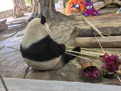-海南热带野生动植物园