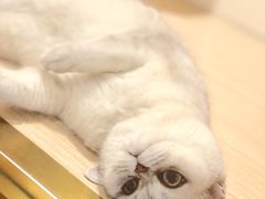 猫咪寄养房间-Double Rui宠物酒店