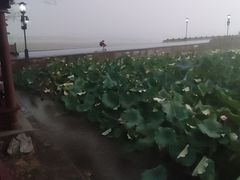 -西湖外事游船(花港观鱼码头)