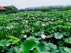 -荷塘月色湿地公园·向阳花洲