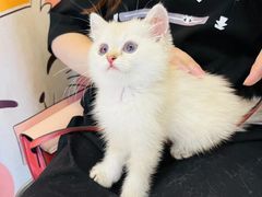 -欣宠猫屋·矮脚拿破仑·蓝金金渐层