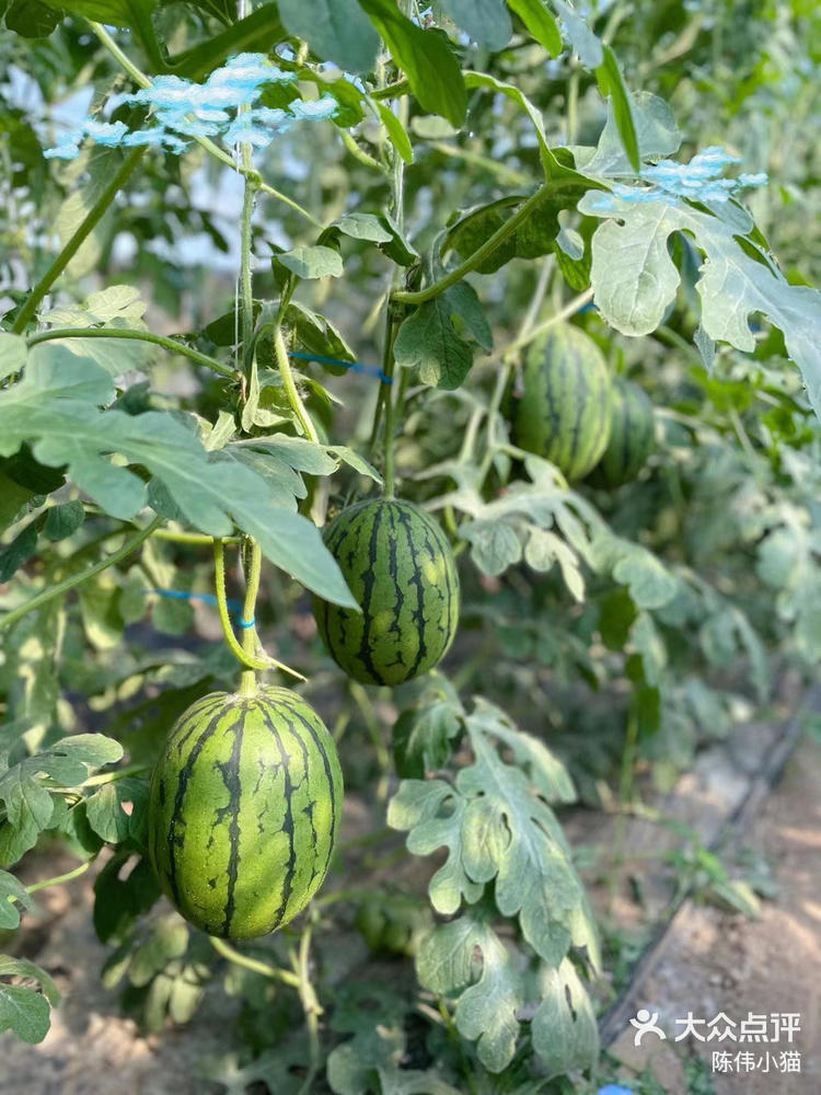 周末骑行去哪儿大兴区庞各庄老叶西瓜采摘园