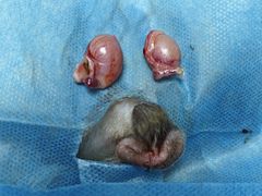 -乐琪宠物医院·犬猫专科·骨外科·急重症