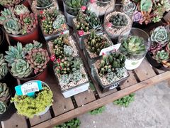 -金科花卉市场