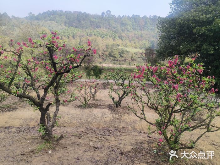南国桃园旅游度假区图片