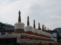 -塔尔寺-菩提树