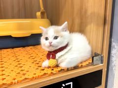-欣宠猫屋·矮脚拿破仑·蓝金金渐层