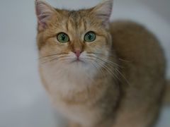 -糯米喵星人·撸猫猫舍咖啡馆(西市场嘉华店)