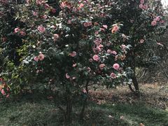 -宝界山林公园