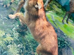 -国家自然博物馆