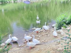 -北京张裕爱斐堡酒庄